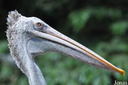 Jurong Bird Park