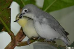 Zosteropidae