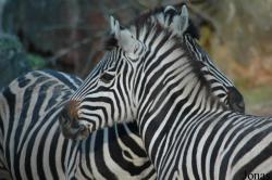 Neunkircher Zoologischer Garten