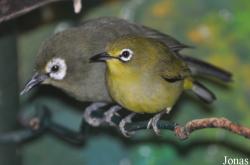 Zosterops palpebrosus