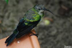 Cinnyris sovimanga
