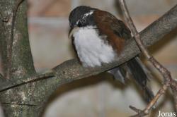 Timaliidae