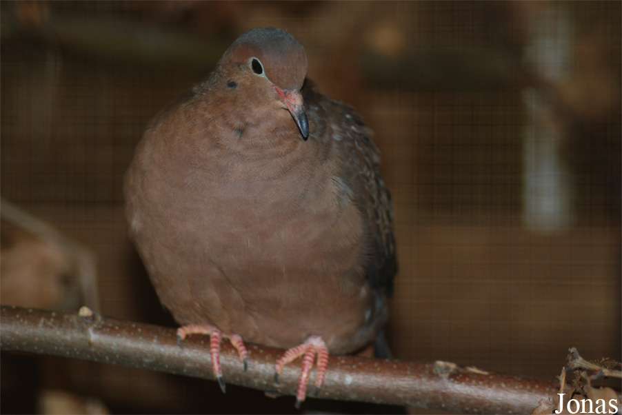 Zoologická a botanická zahrada města Plzně
