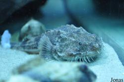 Agonus cataphractus