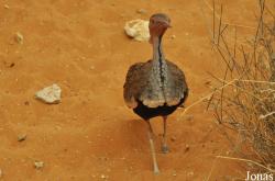 Al Ain Wildlife Park and Resort