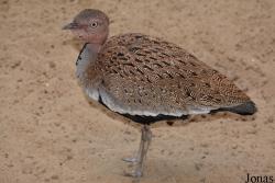 Lophotis gindiana