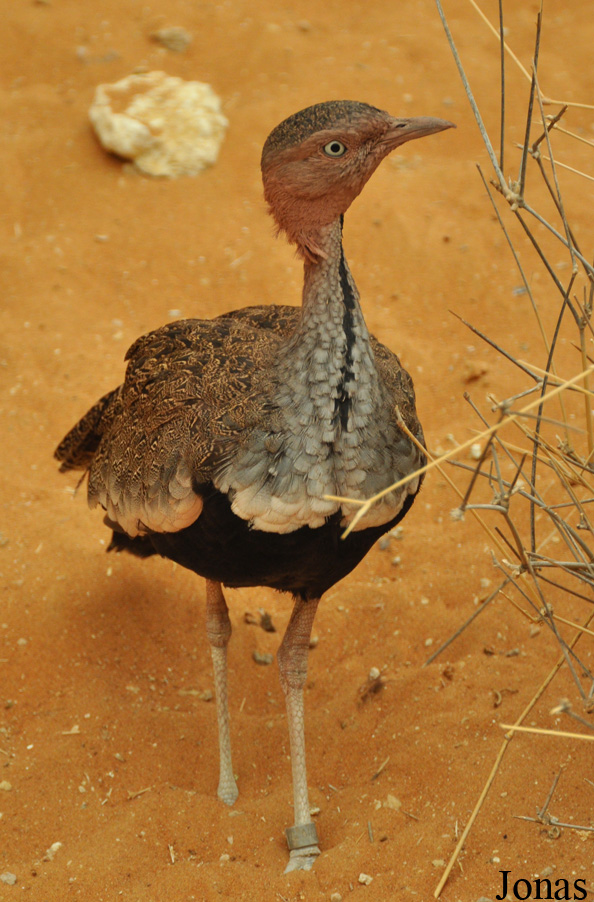 Al Ain Wildlife Park and Resort