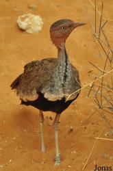 Al Ain Wildlife Park and Resort