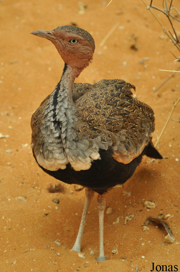 Al Ain Wildlife Park and Resort