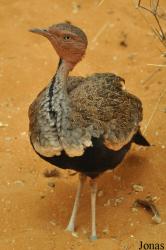 Al Ain Wildlife Park and Resort