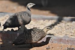 Pterocles gutturalis