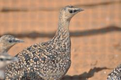 Marchand d'animaux