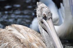 Jurong Bird Park