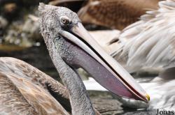 Jurong Bird Park