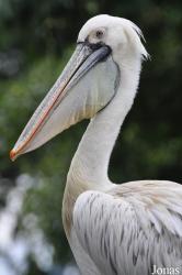 Jurong Bird Park