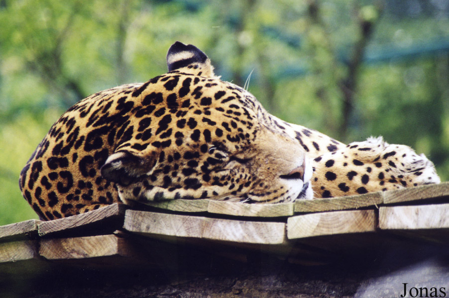 Zoo d'Amnéville