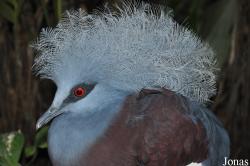 Jurong Bird Park