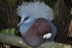 Jurong Bird Park