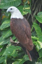 Jurong Bird Park