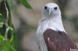 Jurong Bird Park