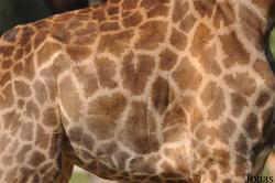 Giraffa camelopardalis giraffa
