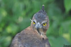 Nisaetus nanus