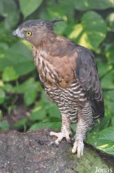 Jurong Bird Park