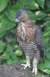 Jurong Bird Park