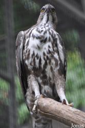 Jurong Bird Park