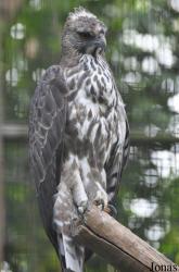 Jurong Bird Park