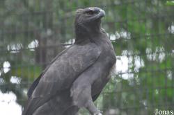 Jurong Bird Park