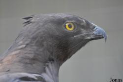Ictinaetus malaiensis