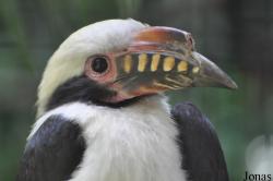 Penelopides manillae