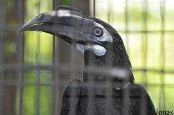 Jurong Bird Park