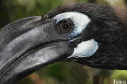 Anorrhinus galeritus