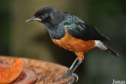 Jurong Bird Park