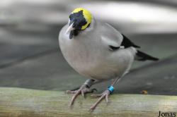 Jurong Bird Park