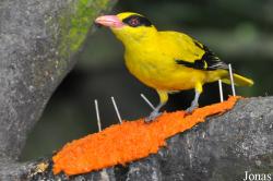Jurong Bird Park