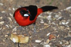 Jurong Bird Park