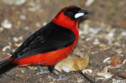 Ramphocelus nigrogularis