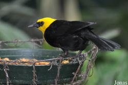 Chrysomus icterocephalus