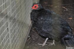 Lophura erythrophthalma erythrophthalma