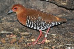 Rallina fasciata