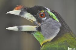 Jurong Bird Park