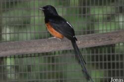 Jurong Bird Park