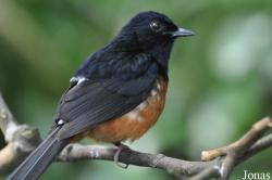 Copsychus malabaricus