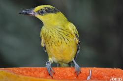 Jurong Bird Park