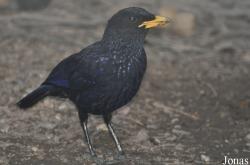 Myophonus caeruleus