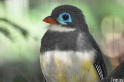 Harpactes reinwardtii