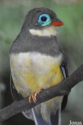Jurong Bird Park